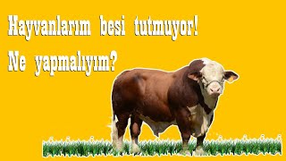 Hayvanlarım kilo almıyor Ne yapmalıyım [upl. by Cacie389]