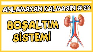 Anlamayan Kalmasın 20 Üriner Sistem Boşaltım Sistemi  AYT Biyoloji [upl. by Patin104]