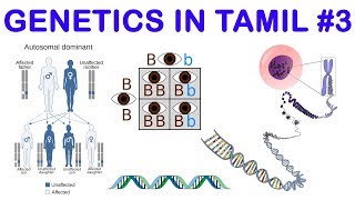 Genetics in Tamil 3 Mono Di amp Trihybrid Crosses  Rajus Biology [upl. by Ursulina]