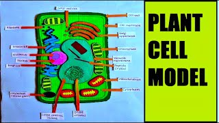 plant cell model making using cardboard  science project  biology project  DIY  howtofunda [upl. by Atsirhcal]