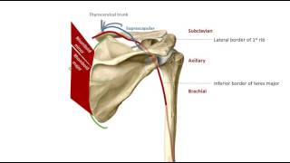 The Scapular Anastomoses in 2 mins [upl. by Nea110]