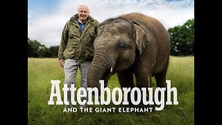 The Giant Elephant  HD Documentary  David Attenborough [upl. by Riay]