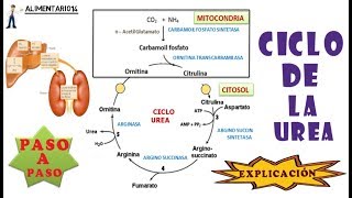 Ciclo De La Urea  Metabolismo del Amonio  Explicación [upl. by Worthington]