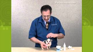 PetSolutions How to Clean Your Dogs Ears [upl. by Skyla234]