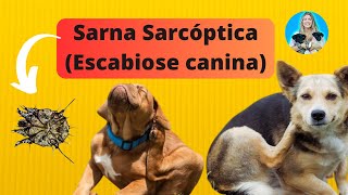 Sarna sarcóptica Escabiose canina transmissão sinais clínicos diagnóstico e tratamento [upl. by Ardnuahsal]