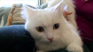 Cats 101 Turkish Angora Video Animal Planet [upl. by Mcquillin684]