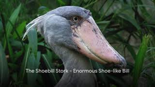 Top 10 Strangest Birds on Earth [upl. by Brie]