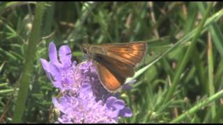 Lulworth skipper [upl. by Karl]