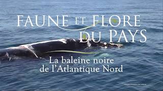 La baleine noire de lAtlantique nord [upl. by Hacker]