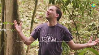 How Ecosia fights palm oil plantations [upl. by Kcirted]