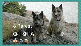 8 Rarest Dog Breeds [upl. by Frear]