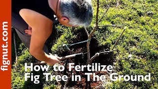 How to Fertilize Fig Tree in The Ground [upl. by Jeraldine]