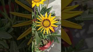 How To Grow Gazania Flower In One Day [upl. by Ellenrahs]