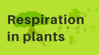 Respiration in Plants [upl. by Frick]