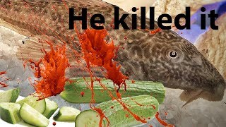 Pleco Destroys cucumber Timelapse The cucumber Killer [upl. by Yetnruoc109]