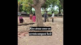 Rice straw cover on Vermicompost bed earth booster organic bharuch vermicomposting organic [upl. by Lavern]