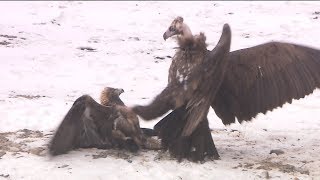 Fighting of Golden Eagle and Cinereous Vulture Fighting on the ground [upl. by Coleville]