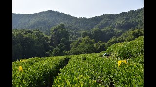 Longjing Tea Plantation Hangzhou China [upl. by Ttiwed527]