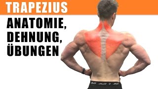 m trapezius Training dehnen Anatomie Übungen [upl. by Malita334]