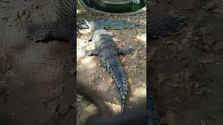 Gharial  Fish eating Crocodile gharial animals crocodile [upl. by Gilemette]