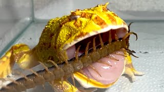 A pacman frog angry at a large centipede【WARNING LIVE FEEDING】 [upl. by Hulburt]