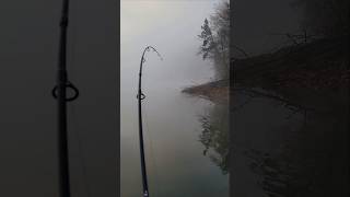 Dirt Shallow Topwater Largemouth on Lake Lanier [upl. by Hiller552]