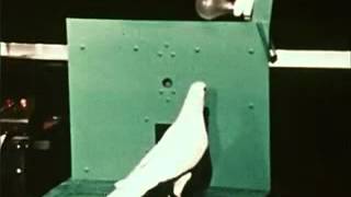 Skinner Shaping Pigeon Turn Clip [upl. by Loralyn166]