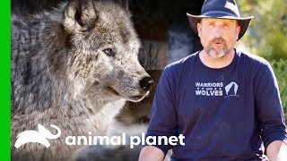 LARC Veterans Uncover Illegal Wolf Poaching Traps  Wolves and Warriors [upl. by Epner]