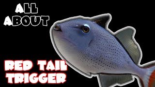 All About The Red Tail Triggerfish or Sargassum Triggerfish [upl. by Nilok]