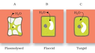 PlasmolysisEasily explainedHindi [upl. by Ueihtam822]