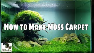 HOW TO Make Moss Carpet Membuat Aquascape水草造景 [upl. by Nwahsek921]