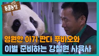 우리의 영원한 아기 판다 푸바오와 강철원 사육사 TV동물농장 AnimalFarm SBSstory [upl. by Ahk308]