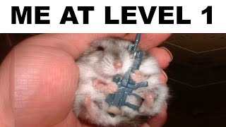 Hamster Memes [upl. by Gerardo]