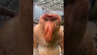 Proboscis monkeys were originally called Nakula Changlong Proboscis Monkeys Come to Changlong and [upl. by Everett196]