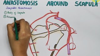 Scapular Anastamosis  Anastamosis Around the Scapula [upl. by Bubalo]