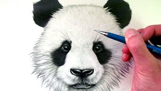 How to Draw a Panda Sitting [upl. by Ingeberg]