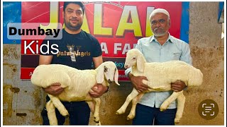 Dumba Sheep Kids at Jalal Dumba Farm Kalyan [upl. by Nick636]