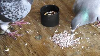 Starting To Raise Pigeons  Basic Starter Care Advice [upl. by Dorren]