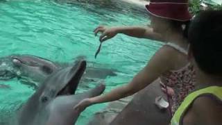 dolphin attack at Sea World [upl. by Anail]