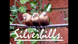 Silverbills [upl. by Gader140]