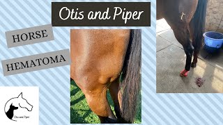 Draining a LARGE Horse Hematoma [upl. by Ortrud]