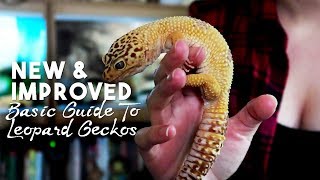 Basic Guide to Caring For amp Handling Leopard Geckos [upl. by Aggappera]