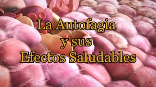 La Autofagia y sus Efectos Saludables [upl. by Ayotan]