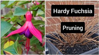 How to prune hardy fuchsia plants  container flower gardening [upl. by Ylen]