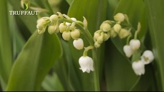 Le muguet  comment planter ou replanter du muguet   Truffaut [upl. by Broderick33]