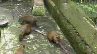 Ñeque  Central American Agouti  Guatusa [upl. by Moonier]