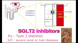 SGLT2 inhibitors  Canagliflozin Dapagliflozin Empagliflozin  Mechanism of action [upl. by Sirkin]