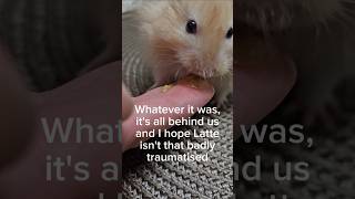 Hamster Lattes Hard TimesMites shorts hamsters mites pettips hamstercare cuteanimal [upl. by Eidurt]