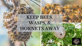 Keep Bees Wasps amp Hornets Away Easy Hack Works For Camping Picnics amp Parties [upl. by Kial]