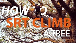 How to climb a tree SRT with a Rope Wrench or Taz Lov3 [upl. by Amieva]